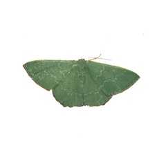 Prasinocyma semicrocea