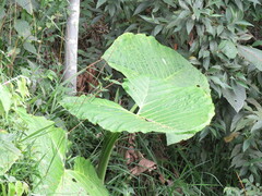 Xanthosoma robustum