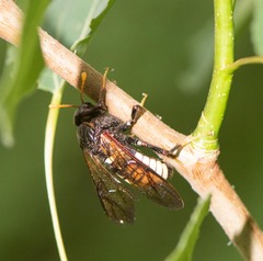 Cimbex americanus