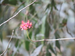 Epidendrum cochlidium