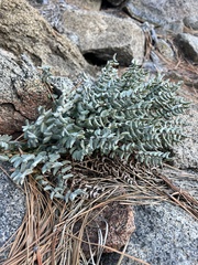 Pellaea bridgesii