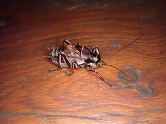 Cyphoderris monstrosa