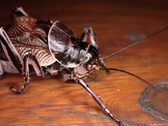 Cyphoderris monstrosa