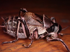 Cyphoderris monstrosa