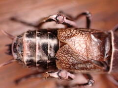 Cyphoderris monstrosa