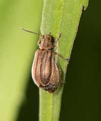 Ophraella conferta