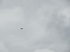 Daptrius carunculatus