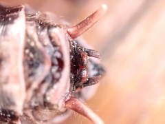 Cyphoderris monstrosa