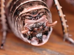 Cyphoderris monstrosa