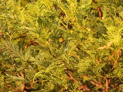 Vachellia aroma