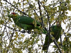 Amazona autumnalis