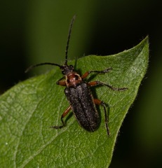 Brachysomida bivittata