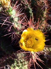 Opuntia sulphurea