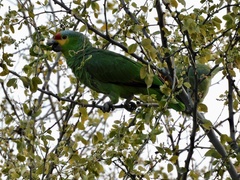 Amazona autumnalis