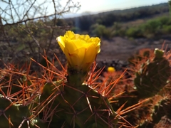 Opuntia sulphurea