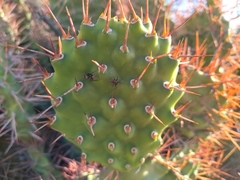 Opuntia sulphurea