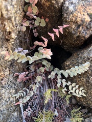 Pellaea bridgesii