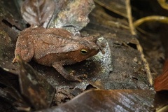 Rhinella alata