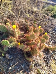Opuntia sulphurea