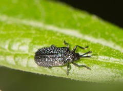 Microrhopala excavata