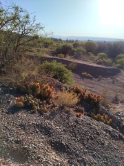 Opuntia sulphurea