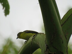 Ramphocelus flammigerus icteronotus