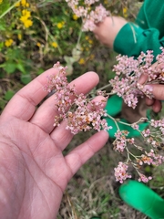 Eriogonum multiflorum