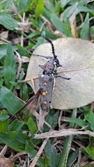 Batocera rubus