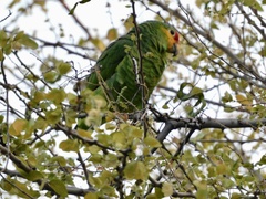 Amazona autumnalis