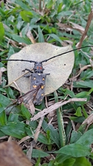 Batocera rubus