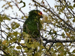 Amazona autumnalis