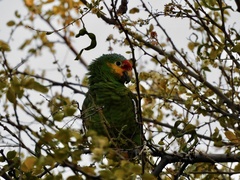 Amazona autumnalis