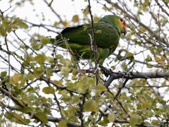 Amazona autumnalis