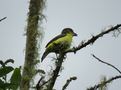 Ramphocelus flammigerus icteronotus