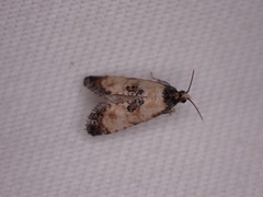 Neocochylis dubitana