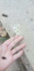 Nothoscordum