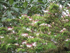 Calliandra houstoniana