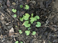 Dichondra carolinensis
