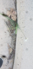 Nothoscordum
