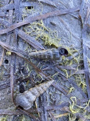 Cerithideopsis