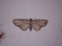 Eupithecia
