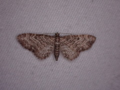 Eupithecia