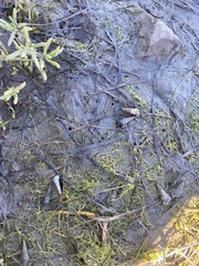 Cerithideopsis