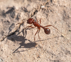 Pogonomyrmex maricopa