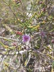 Melaleuca gibbosa