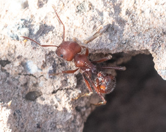 Pogonomyrmex maricopa