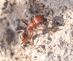 Pogonomyrmex maricopa