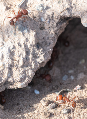 Pogonomyrmex maricopa