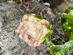 Enteroctopus dofleini