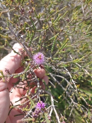 Melaleuca gibbosa